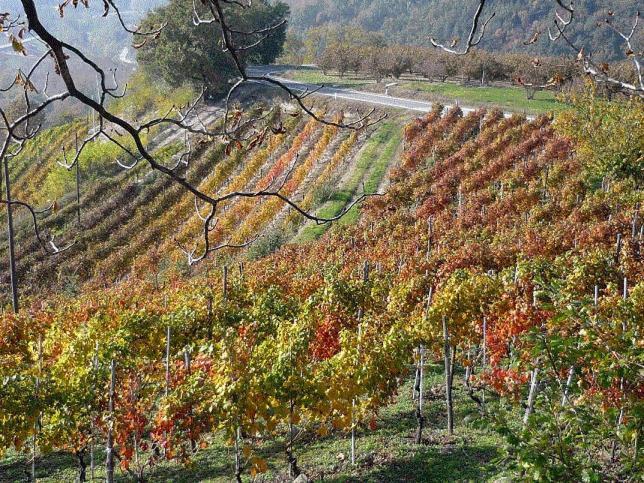 Cascina Sant'Eufemia Villa Sinio Bagian luar foto